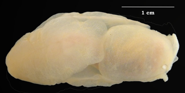 Image of Philine auriformis